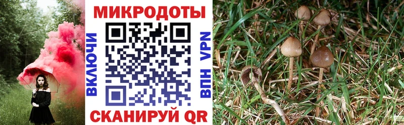 Купить  Мещовск  Галлюциногенные грибы Cubensis 